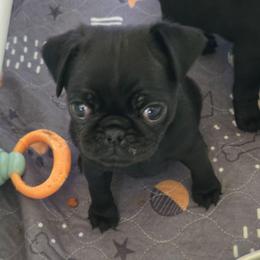 Girl 2 - Black female Pug puppy in Gaffney, South Carolina from Sunset Farms