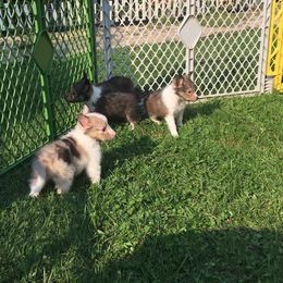Rottweiler and Shetland Sheepdog Puppies from Mountain High Kennels