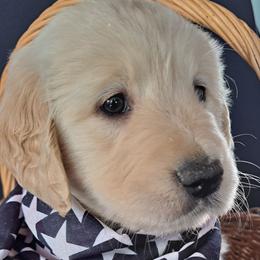 Boy 1 - Light golden male Golden Retriever puppy in Loomis, California from Davids Golden Retrievers
