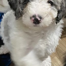 Bernedoodle Puppies from Gaston’s Posh Poodles and Doodles