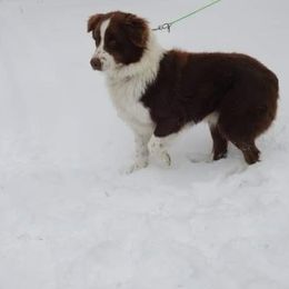 Scout - Australian Shepherd