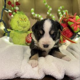 Vixen - Black tri female Miniature Australian Shepherd puppy in Corbin, Kentucky from Lightning K Kanine’s