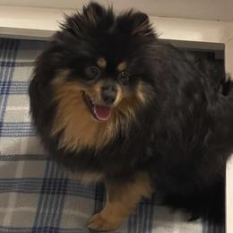 Gigi - Pomeranian