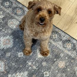Duke - Poodle