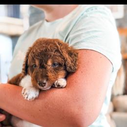 Daisy - Red phantom female Aussiedoodle puppy in Beaver, Utah from Rocky Ridge Ranch