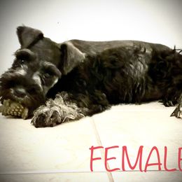 Girl 1 - Salt and pepper Miniature Schnauzer puppy in Florida from Aria's Miniature Schnauzers