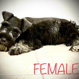 Girl 1 - Salt and pepper Miniature Schnauzer puppy in Florida from Aria's Miniature Schnauzers