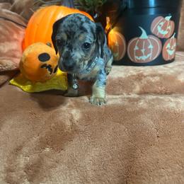 Grey - Dapple male Dachshund puppy in Saint Jo, Texas from Reeves Dashing-Hounds