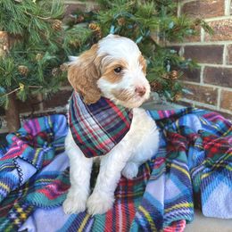 Goldendoodle Puppies from Duck River Goldendoodles