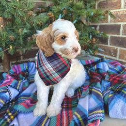 Goldendoodle Puppies from Duck River Goldendoodles
