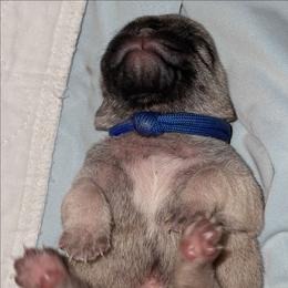 Dark Blue Boy - Fawn male Pug puppy in Elma, Washington from Kismet Kennels, Exclusively Pugs