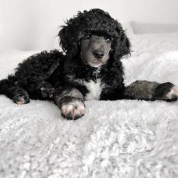 Girl 1 - Silver Poodle puppy in Stuart, Florida from AKC/Excellent + Good OFA Sweet Delightful Poodles
