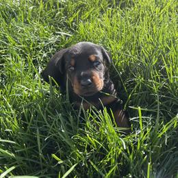 Doberman Pinscher Puppies from European Dobermans by Diana