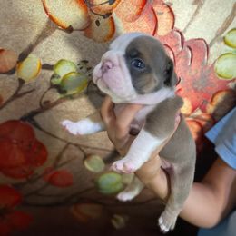 Meat ball - White male Bulldog puppy in Chico, California from The Wrinkle Connection