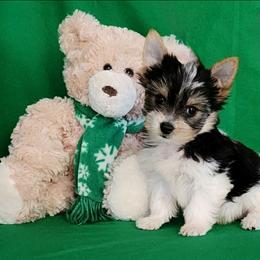 Puppy Boy Dazzle - Parti male Yorkshire Terrier puppy in Sequim, Washington from Spirit Valley Family