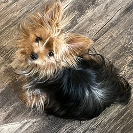 Pixie - Yorkshire Terrier