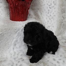 SCOUT (Jingle) - Black and white male Havanese puppy in Salt Lake City, Utah from Steal Your Heart Havanese