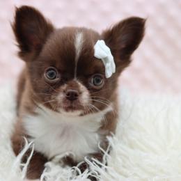 Monroe - Chocolate and white female Chihuahua puppy in Tulsa, Oklahoma from H-3 Chihuahuas