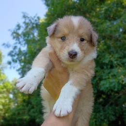 Leo - Sable and white male Collie puppy in Salem, Indiana from Living Blessed Collies