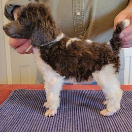 Poodle Puppies from Chapel Hill Poodles