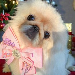 Vanier's Chloe - White female Pekingese puppy in Texas from Vanier Pekingese