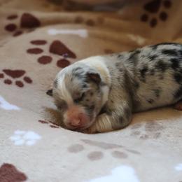 Boy 3 - Blue merle male Border Collie puppy in Tiskilwa, Illinois from First Harmony Farms