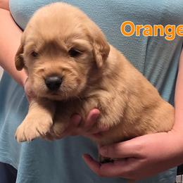 Orange - Golden female Golden Retriever puppy in Taylor Ridge, Illinois from Salata Goldens