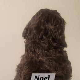 Aussiedoodle Puppies from My Classy Doodles