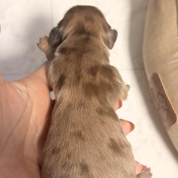 Dapple boy - Dapple male Dachshund puppy in Newark, Delaware from Rich Point