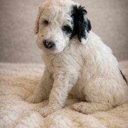 Noelle - Black and white female Sheepadoodle puppy in Tennessee, Illinois from The Artman Family
