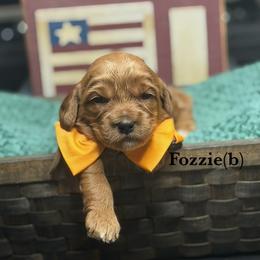 Fozzie - Red male Australian Labradoodle puppy in Citrus Heights, California from Elite Blend Labradoodles