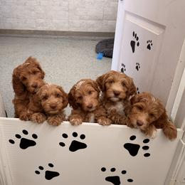 Australian Labradoodle and Labradoodle Puppies from Shelly Lynn