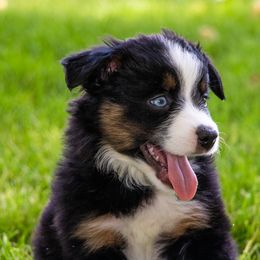 Miniature American Shepherd and Miniature Australian Shepherd Puppies from Bellewynd Acres