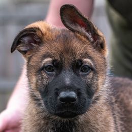 German Shepherds from Sonnengold German Shepherds