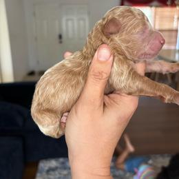 Apricot Boy - Apricot male Aussiedoodle puppy in Spring Hill, Florida from Pawprint Dreams Boarding and Kennel