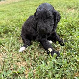 Papaya - Black female Goldendoodle puppy in Howard City, Michigan from Doodles and Chaos