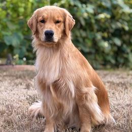 Pandora - Golden Retriever