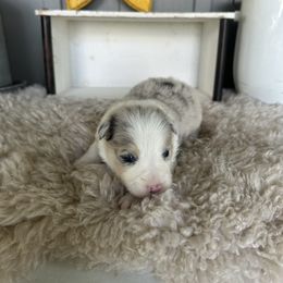 Calla - Blue merle female Border Collie puppy in Lakeview, Michigan from Haven Creek Farm