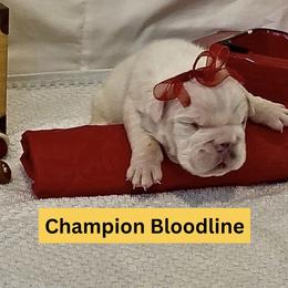 Kiko - Black tri-color male Bulldog puppy in Tremonton, Utah from Snuggle Pups
