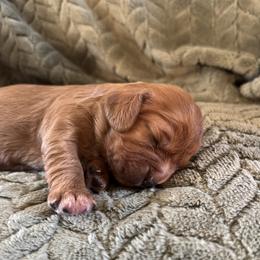 Boy 1 - male Cavalier King Charles Spaniel puppy in Chico, California from Valley Cavaliers