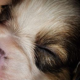 Astro - White and sable Papillon puppy in Wainae, Hawaii from Furever Barks & Purrs