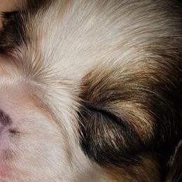 Astro - White and sable Papillon puppy in Wainae, Hawaii from Furever Barks & Purrs