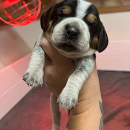 Daisy - Black tan and bluetick female Beagle puppy in Jasper, Texas from Beech Grove Beagles