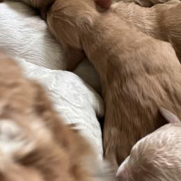 Goldendoodle Puppies from Valentine Kennels