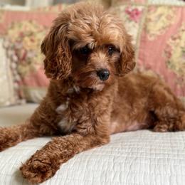 Sassy - Cavapoo