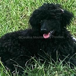 Koda - Poodle