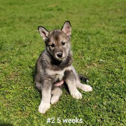 Siberian Husky Puppies from Grayline Siberians