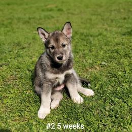 Siberian Husky Puppies from Grayline Siberians