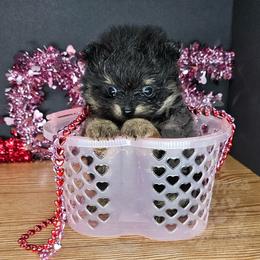 Pepper's Only Human - Black and tan male Pomeranian puppy in Plant City, Florida from Pepper's Pomeranians
