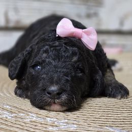 Opal - Phantom female Goldendoodle puppy in Austin, Texas from Austin Doodles & Poodles